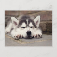 Sweet Siberian Husky Puppy Sleeping