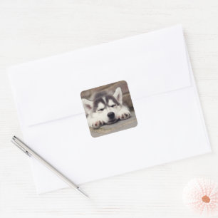Sweet Siberian Husky Puppy Sleeping Square Sticker