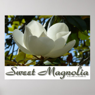 Sweet Southern Magnolia Poster