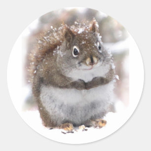 Sweet Squirrel Classic Round Sticker