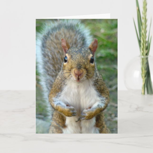 Sweet Squirrel Face (vertical) Card (Front)