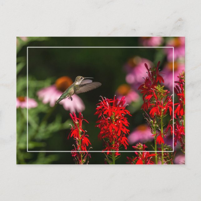 Sweet Summer Postcard (Front)