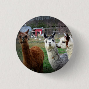 Sweet Suri Alpacas of Wonder 3 Cm Round Badge