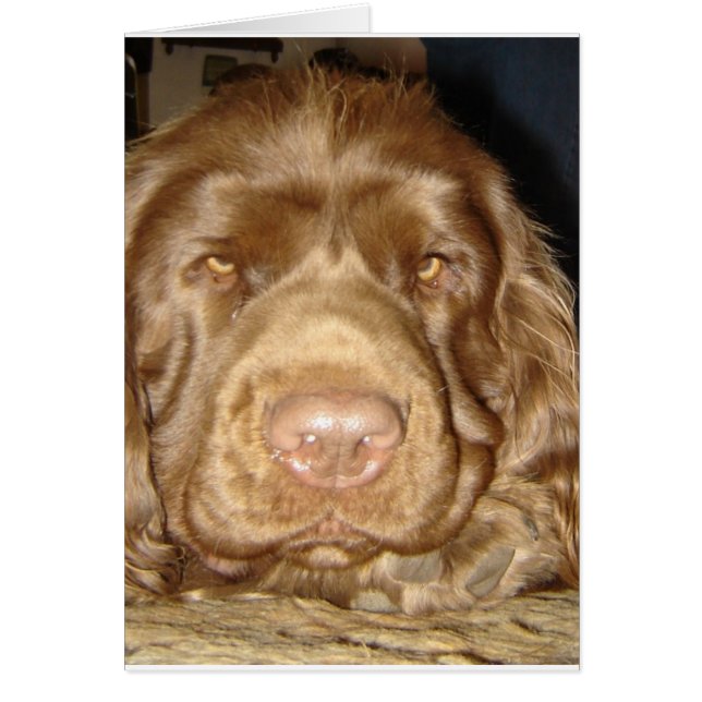SWEET SUSSEX SPANIEL CARD (Front)