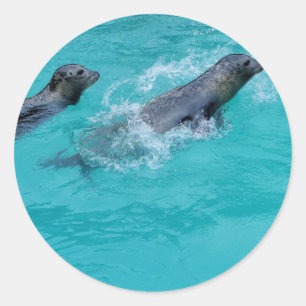 Sweet Swimming Seals Couple