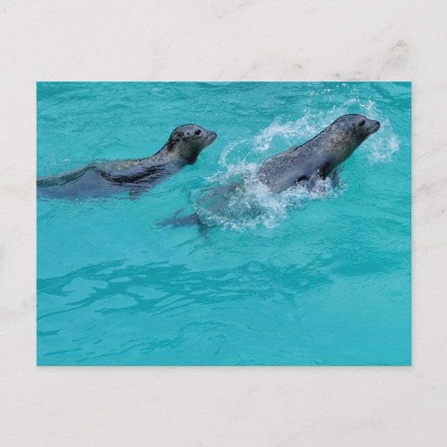 Sweet Swimming Seals Couple Postcard (Front)