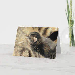 Sweet Tabby Time Greeting Card