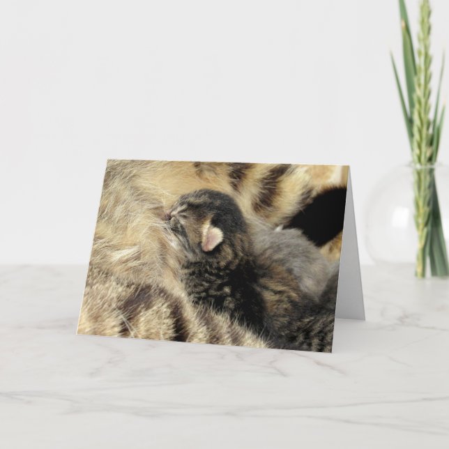 Sweet Tabby Time Greeting Card (Front)