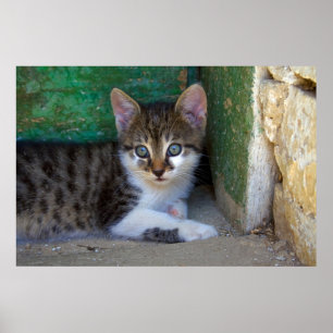Sweet Tiger Cat Baby Poster