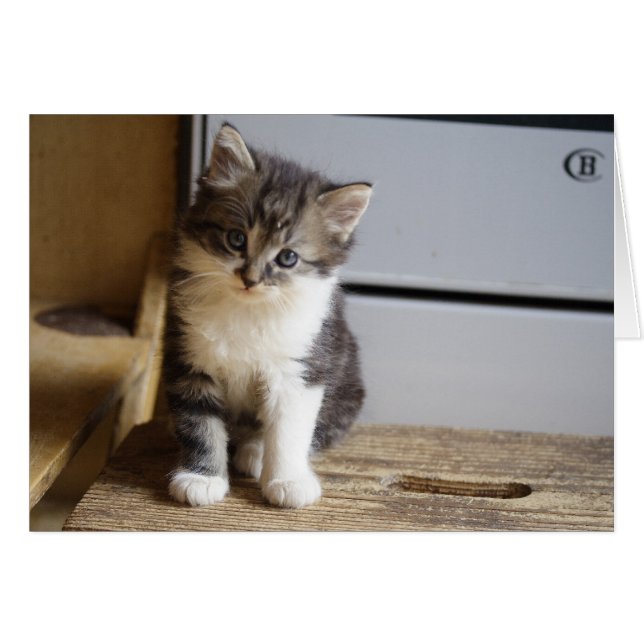 Sweet Tomcat Kitten (Front Horizontal)