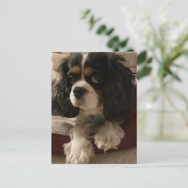 Sweet tri-colour Cavalier King Charles Spaniel Dog Postcard (Standing Front)