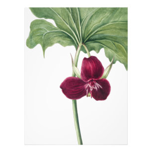 Sweet Trillium Botanical Print: Capturing Nature's Photo Print