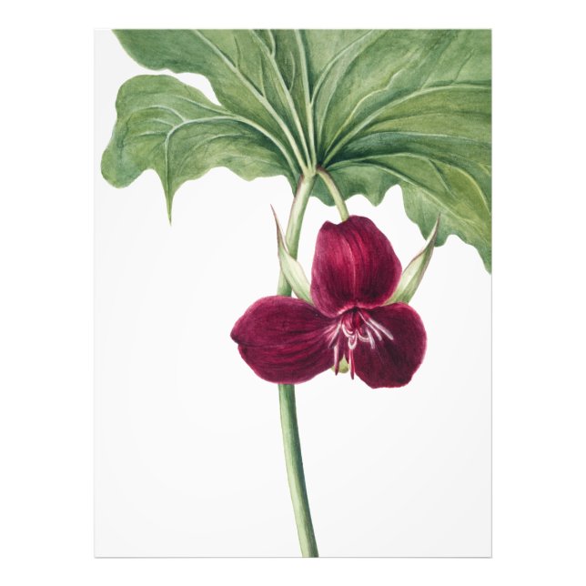 Sweet Trillium Botanical Print: Capturing Nature's Photo Print (Front)