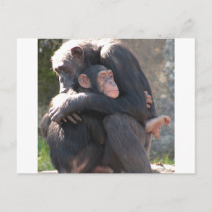 Sweet! Two Chimpanzees Share a Loving Hug Postcard