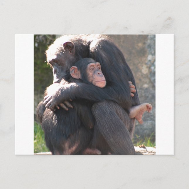 Sweet! Two Chimpanzees Share a Loving Hug Postcard (Front)