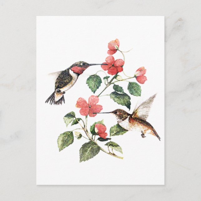 Sweet Vintage Floral Hummingbirds Pair Postcard (Front)
