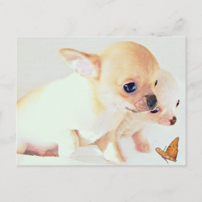 Sweet wee puppies postcard (Front)