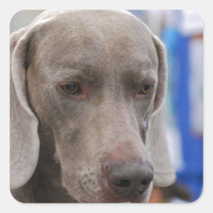 Sweet Weimaraner Dog Stickers