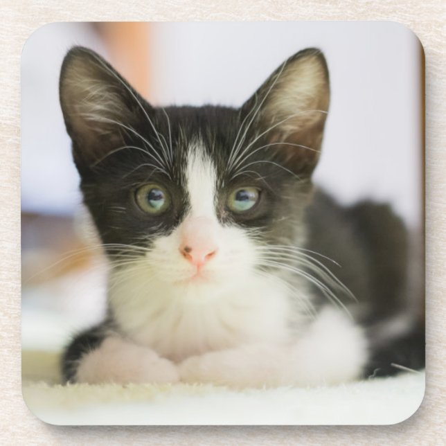 Sweet White And Black Kitten Coaster (Front)
