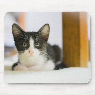 Sweet White And Black Kitten Mouse Pad