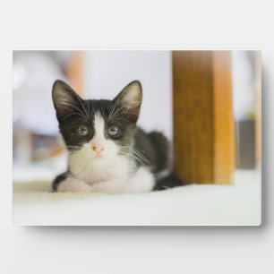 Sweet White And Black Kitten Plaque