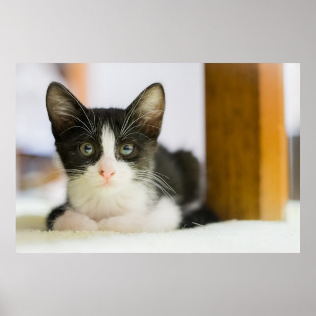 Sweet White And Black Kitten Poster (Front)