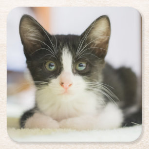 Sweet White And Black Kitten Square Paper Coaster
