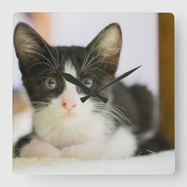 Sweet White And Black Kitten Square Wall Clock (Front)
