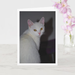Sweet White Kitten Portrait Card