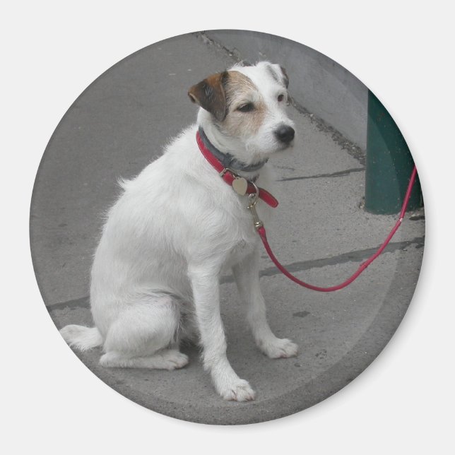 Sweet White Mongrel Magnet (Front)