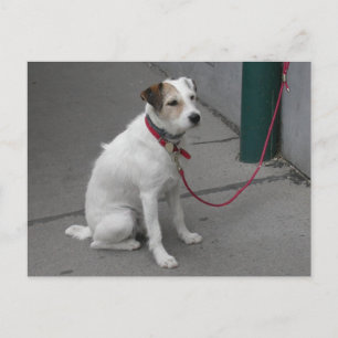 Sweet White Mongrel Postcard