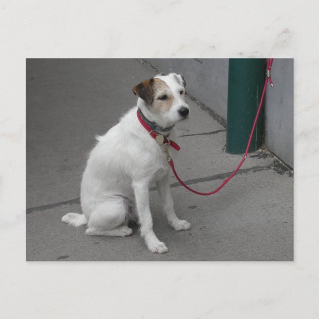 Sweet White Mongrel Postcard (Front)