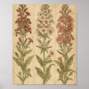 Sweet William Botanical Flower Art Poster