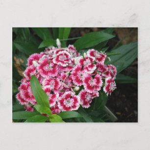 Sweet William Flowers Postcard