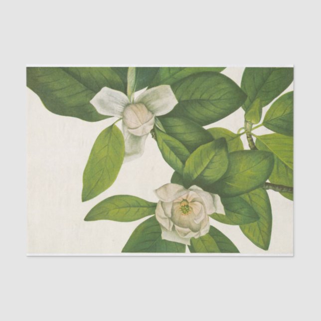 Sweetbay by Mary Vaux Walcott Tissue Paper (Front)