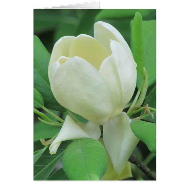 Sweetbay Magnolia (Front)