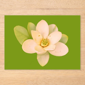 Sweetbay magnolia (Magnolia virginiana)  Acrylic Invitations