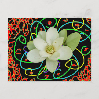Sweetbay magnolia (Magnolia virginiana)  Holiday Postcard