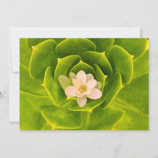 Sweetbay magnolia (Magnolia virginiana)  Invitation