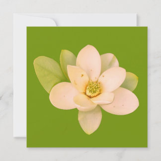 Sweetbay magnolia (Magnolia virginiana)  Invitation