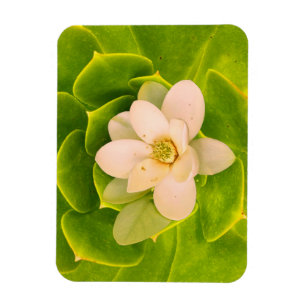 Sweetbay magnolia (Magnolia virginiana) Magnet