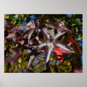 Sweetgum Leaves in Fall Poster
