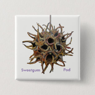 Sweetgum Pod Button