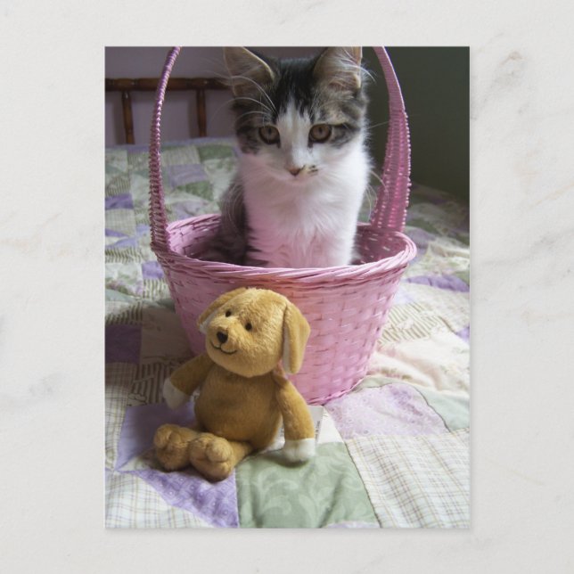 SweetieKitty Postcard (Front)