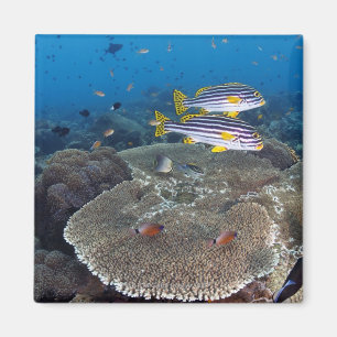 Sweetlip Fish Magnet