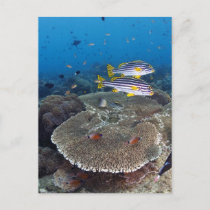 Sweetlip Fish Postcard