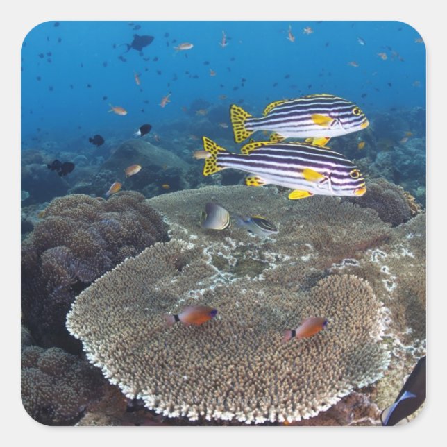 Sweetlip Fish Square Sticker (Front)