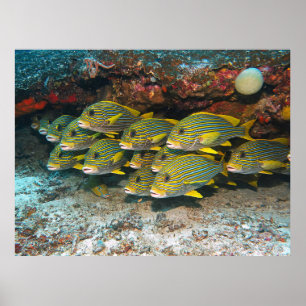 Sweetlips Poster