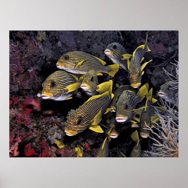 Sweetlips Poster (Front)