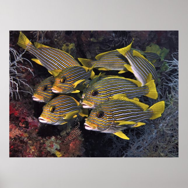 Sweetlips Squad Poster (Front)